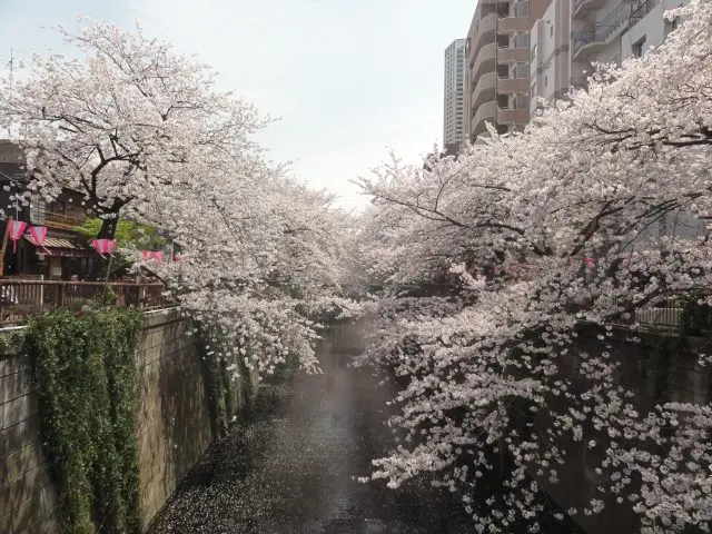 目黒川的櫻花
