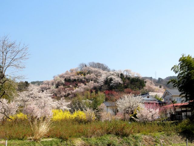 東北地區必遊賞櫻景點，【福島縣·花見山】的櫻花、連翹和花桃