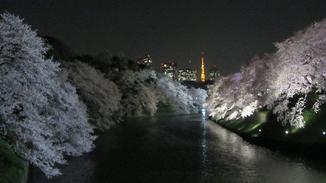 速報！千鳥淵的夜櫻。2015年3月31日（東京都千代田區）