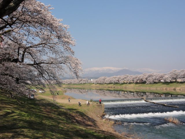 【東北櫻花行程】東北賞櫻自由行兩天一夜推薦行程！