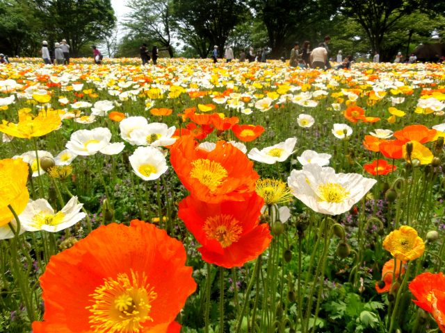 「原野西花畑」