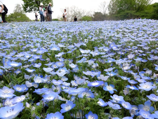 隨清風翩翩飛舞的粉蝶花