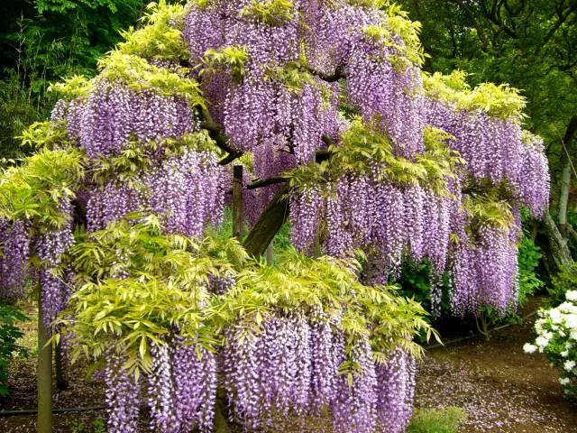 八重瓣紫藤