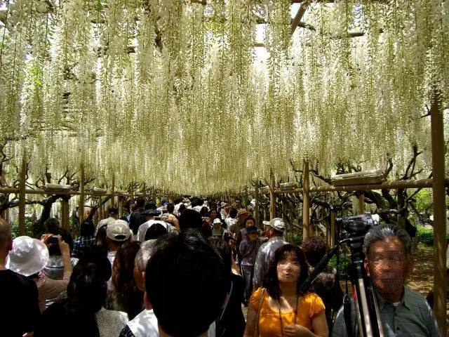 白藤 （栃木縣指定天然紀念物）