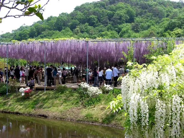 日本最大規模的紫藤觀賞名所