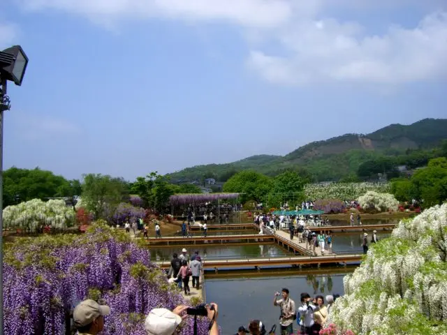 日本最大規模的紫藤觀賞名所