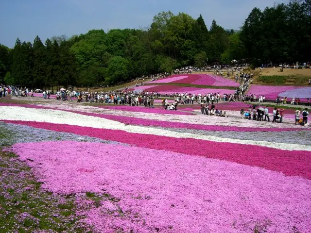 羊山公園 芝櫻