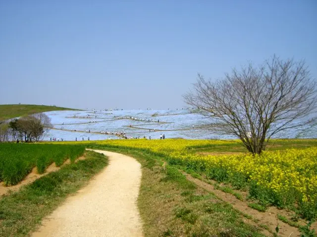 國營常陸海濱公園