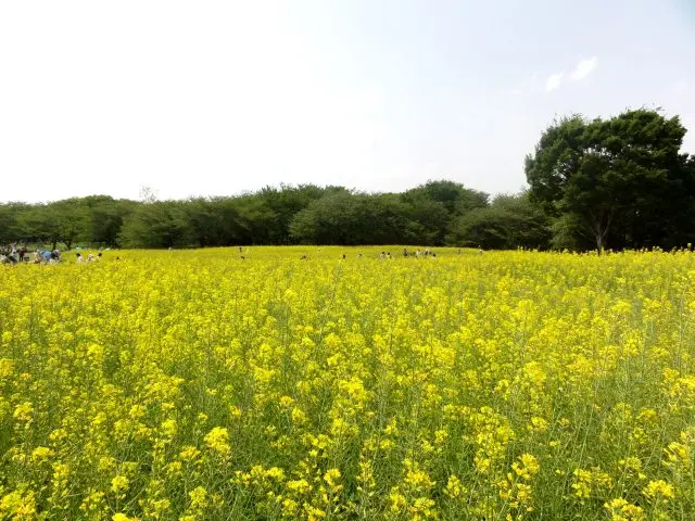 Showa Kinen Park: rape blossoms