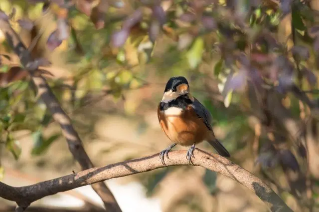 生息于明治神宫的山雀