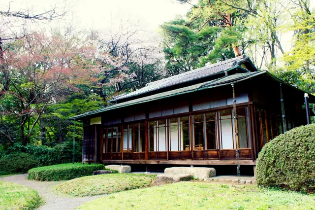 桜を探しに明治神宮の境内を散策してみよう