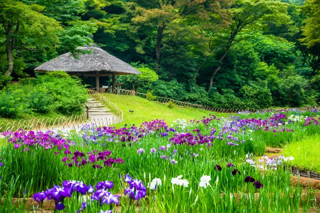 花菖蒲が咲き誇る初夏の明治神宮御苑