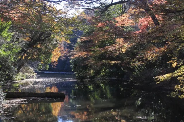 明治神宮御苑内の池と紅葉が織りなす美しい景色