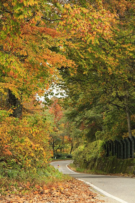 The Tale of Orihime told by Karamushi no Sato in Showa Village where traditional culture lives and breathes