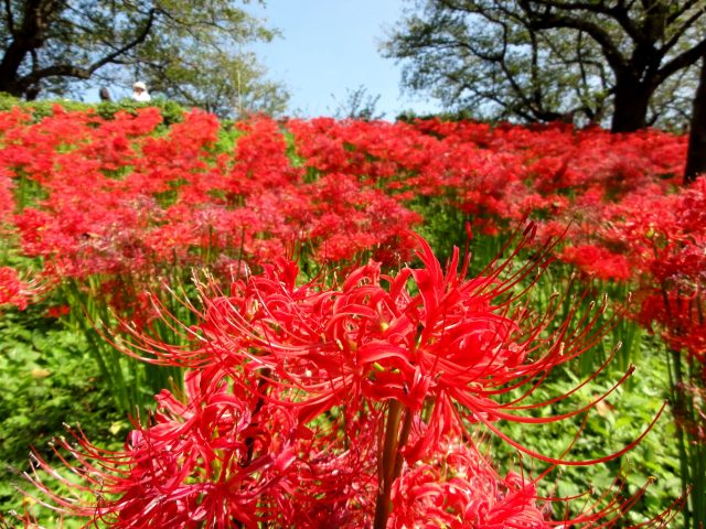 埼玉·幸手盛開的曼珠沙華，欣賞紅色的絨毯「彼岸花」。當天返回的行程。