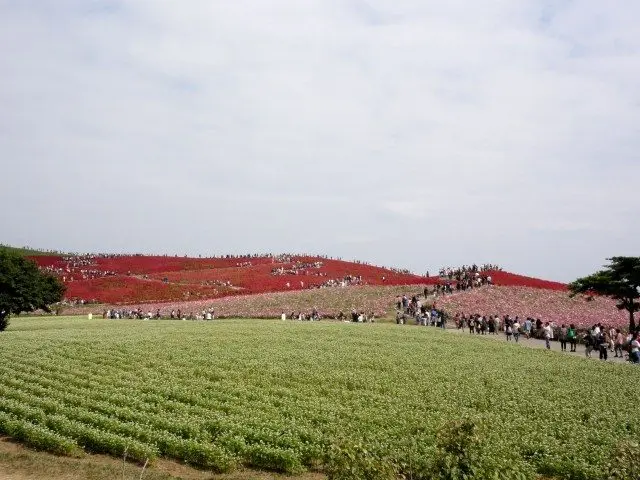It takes 120 minutes from Tokyo! Let's go to the Hitachi Seaside Park and viewing blooming 32,000 of flowers!