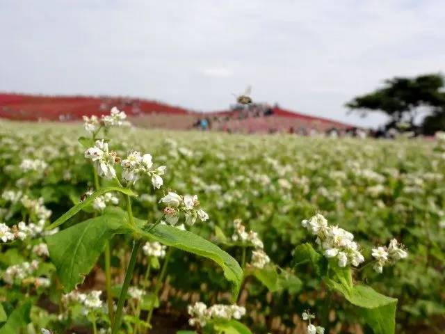 The buckwheat flower is white, beautiful and simple without strong smell.