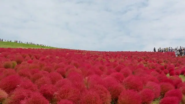 Summer cypress field