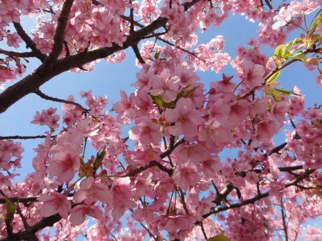 粉嫩的樱花缤纷烂漫