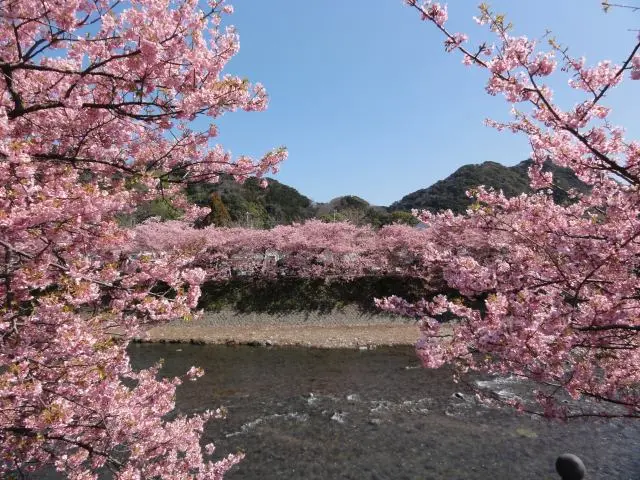 由河津樱花编织的雅致的粉色窗帘