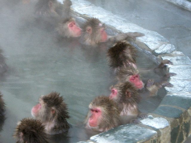 汤之川温泉 泡汤嘻戏的猴子