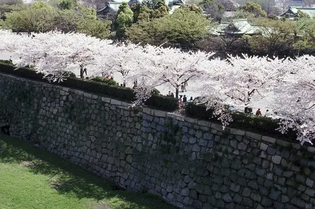 雄壯的石垣和溫柔的櫻花