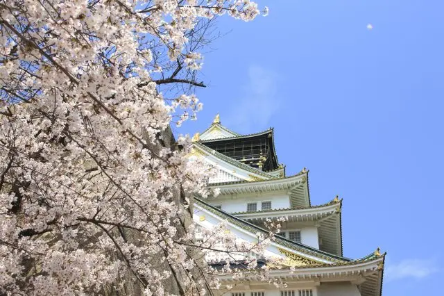 以天守閣為背景的櫻花