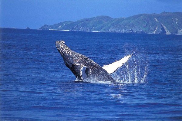 Okinawa: A winter whale watching paradise!