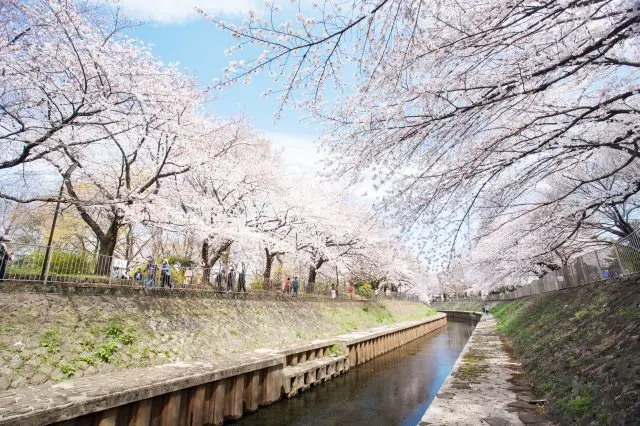 當善福寺川公園被染成粉紅色的春天，這裡就成為了絕佳的賞櫻勝地