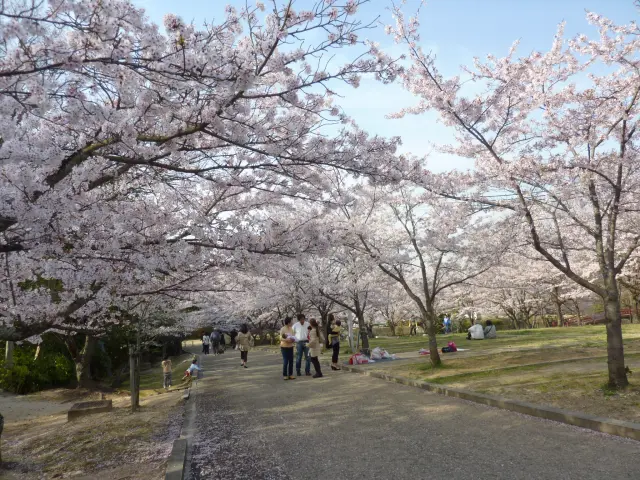 位於水間寺週邊的水間公園，春天是相人氣的賞櫻景點
