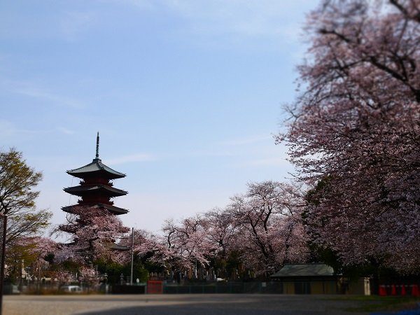 《速報》東京池上本門寺，五重塔和櫻花的觀賞佳期是在4月6日左右!?