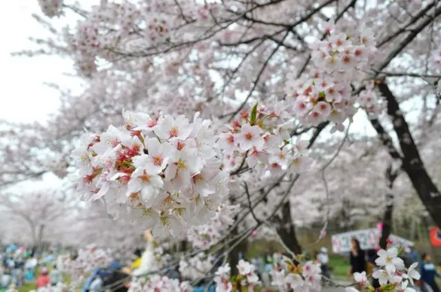赤城南面千本櫻