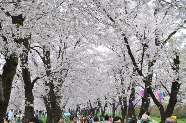 日本櫻花名所百選之一的櫻花隧道