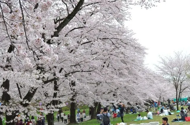 樹齡超過60年的染井吉野