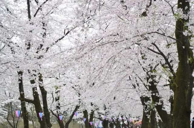 赤城南面千本櫻