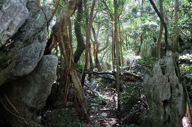 【遊紀】造訪充滿神力的能量景點，沖繩山原「大石林山」