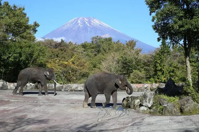 可以同時欣賞美麗的富士山和生活在大自然中的各種野生動物