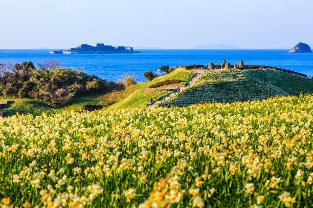 Daffodil flowers and Battleship Island