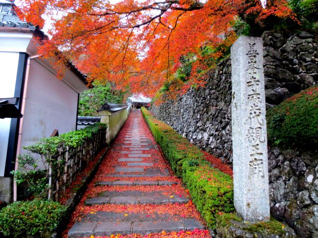 四季皆美的賞花祕境，京都善峯寺（善峰寺）- 楓葉篇