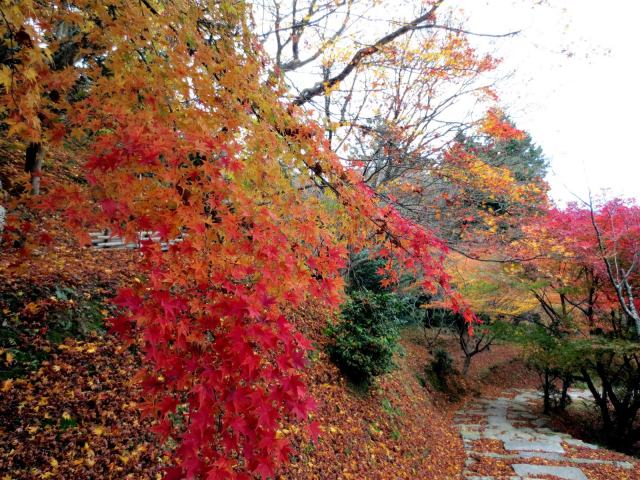 能一望京都盆地的天空之寺「三鈷寺」