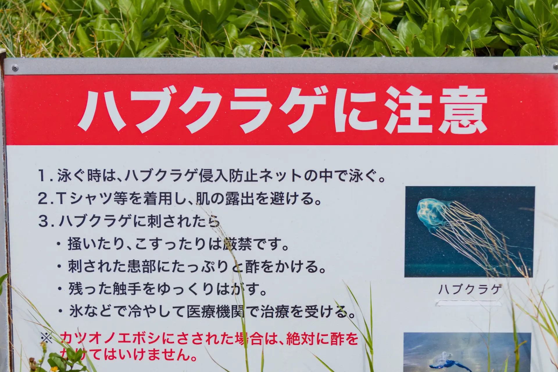 Ở biển Okinawa cũng cần chú ý đến sinh vật nguy hiểm. Hãy kiểm tra biển báo hướng dẫn và các lưu ý tại địa phương