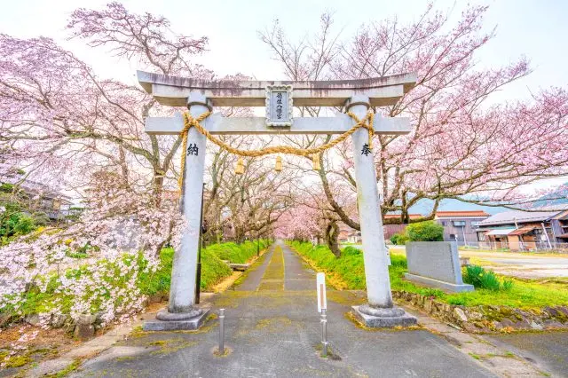 しだれ桜のトンネル