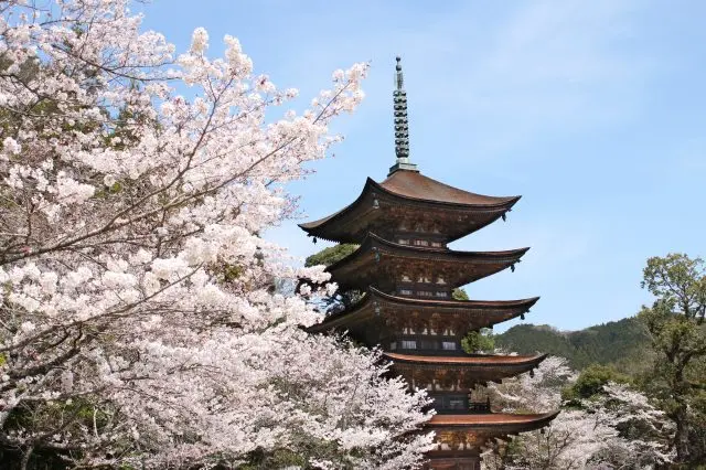 瑠璃光寺五重塔と桜
