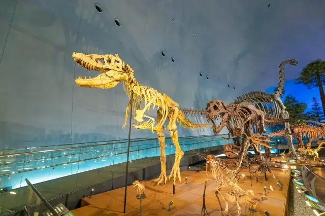 在恐龍王國福井縣，能與恐龍“邂逅”的景點4選！