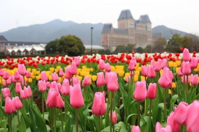 豪斯登堡 鬱金香節時期的照片