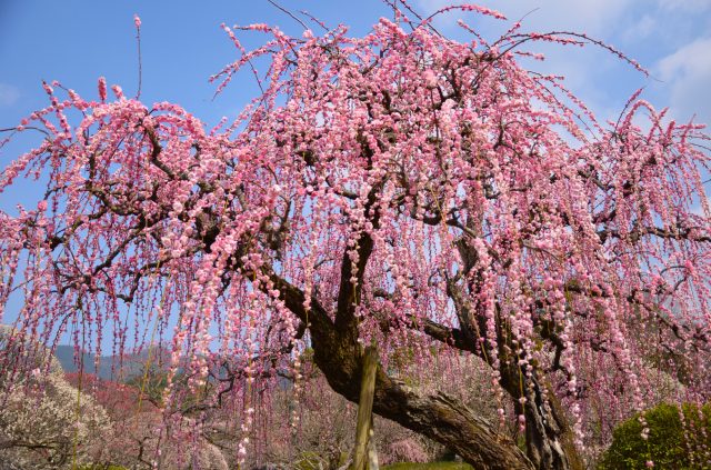 愛媛縣、「南樂園」梅祭典