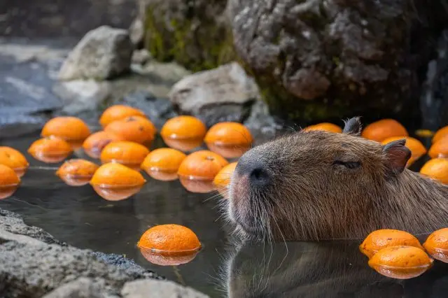 在露天溫泉裡泡湯的水豚