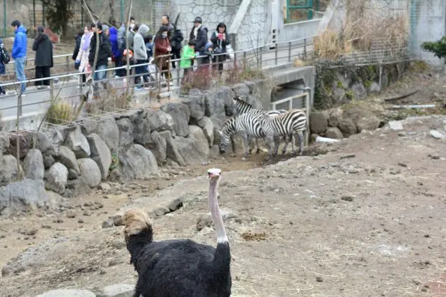 體驗彷彿在熱帶草原上散步的感覺