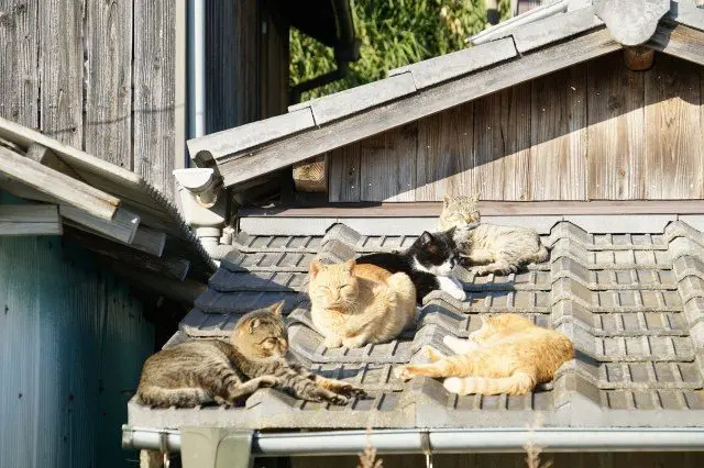 目前只有15人居住的小島