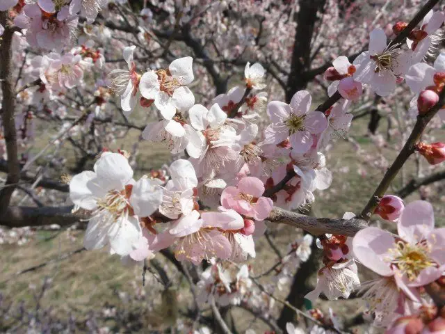 進入「偕樂園梅花祭」會場